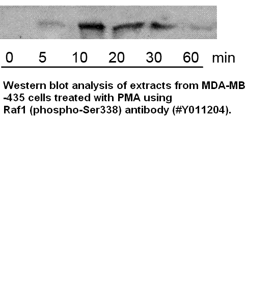 Anti-Raf1 (Phospho-Ser338)