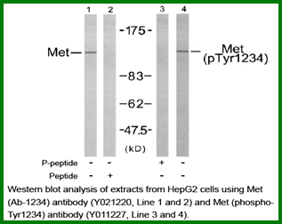 Anti-Met (Phospho-Tyr1234)