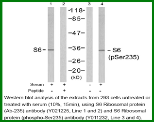 Anti-S6 Ribosomal Protein (Phospho-Ser235)