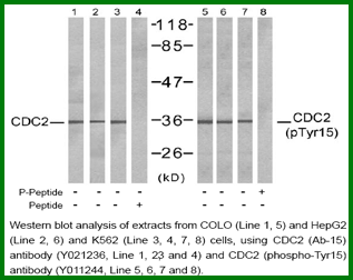 Anti-CDC2 (Phospho-Tyr15)