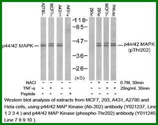 Anti-p44/42 MAP Kinase (Phospho-Thr202)