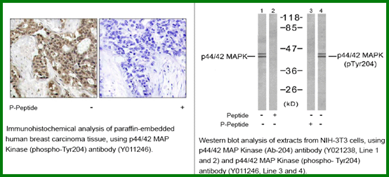 Anti-p44/42 MAP Kinase (Phospho-Tyr204)
