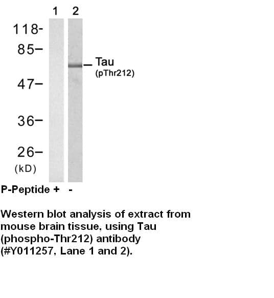 Anti-Tau (Phospho-Thr212)