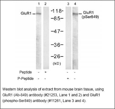 Anti-GluR1 (phospho-Ser849)