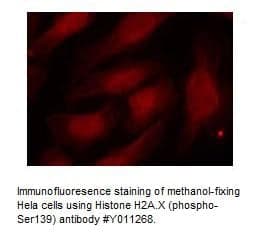 Anti-Histone H2A.X (Phospho-Ser139)