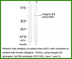 Anti-Integrin &beta;3 (phospho-Tyr785)