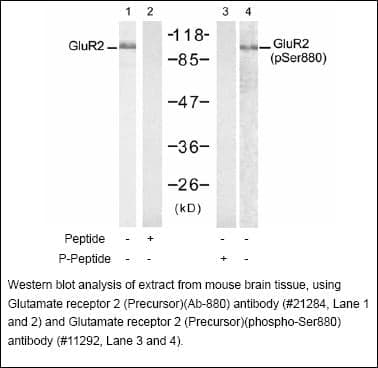 Anti-Glutamate receptor 2 (Precursor) (phospho-Ser880)