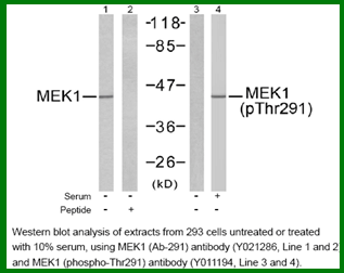 Anti-MEK1 (Phospho-Thr291)