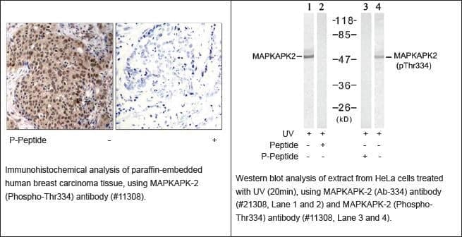 Anti-MAPKAPK-2 (Phospho-Thr334)
