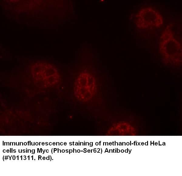 Anti-Myc (Phospho-Ser62)