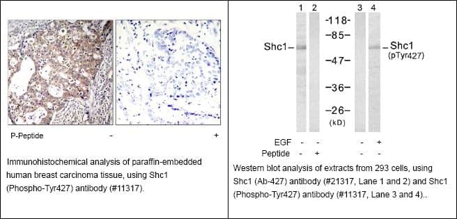 Anti-Shc1 (Phospho-Tyr427)