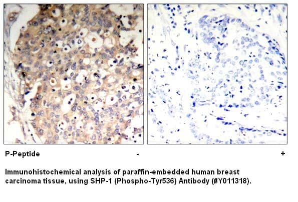 Anti-SHP-1 (Phospho-Tyr536)
