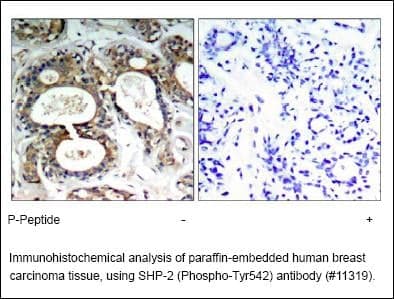 Anti-SHP-2 (Phospho-Tyr542)