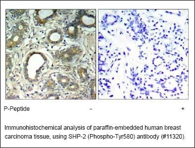 Anti-SHP-2 (Phospho-Tyr580)