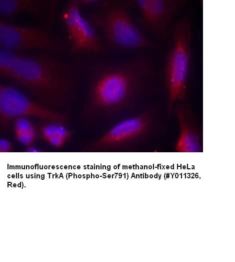 Anti-TrkA (Phospho-Ser791)