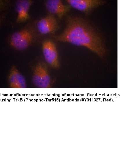 Anti-TrkB (Phospho-Tyr515)