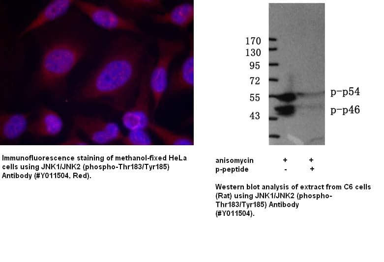Anti-JNK1/JNK2 (phospho-Thr183/Tyr185)