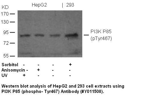 Anti-PI3K P85 (phospho-Tyr467)