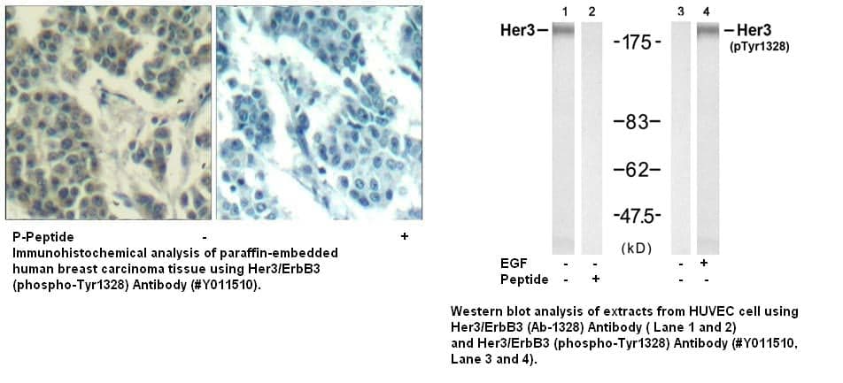 Anti-Her3/ErbB3 (phospho-Tyr1328)