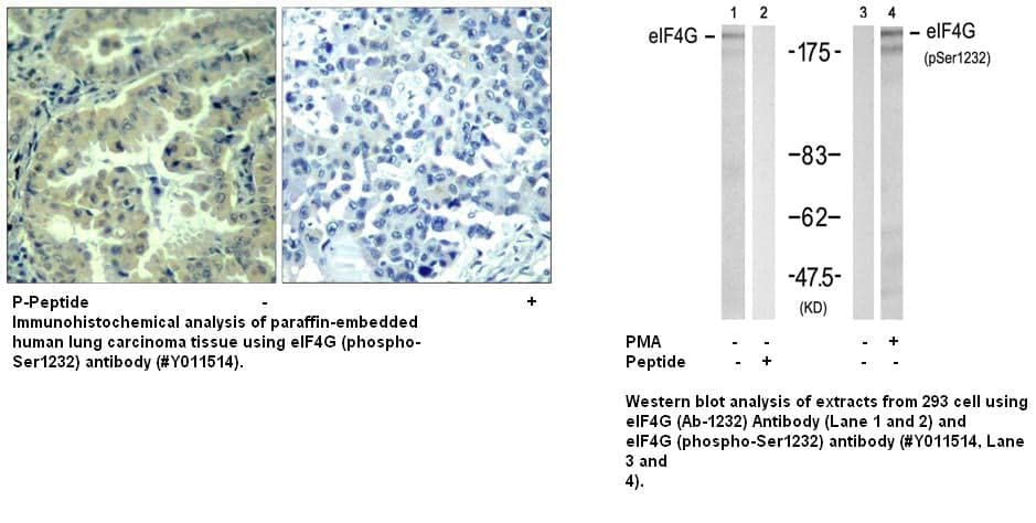 Anti-eIF4G (phospho-Ser1232)