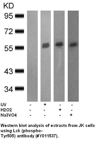 Anti-Lck (Phospho-Tyr505)