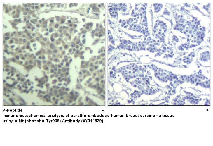 Anti-C-kit (phospho-Tyr936)