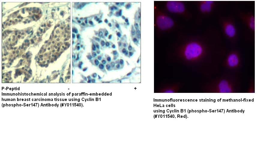 Anti-Cyclin B1 (phospho-Ser147)