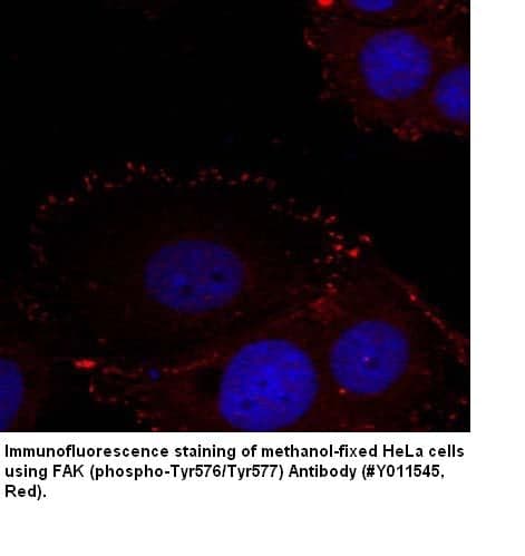 Anti-FAK (phospho-Tyr576/Tyr577)