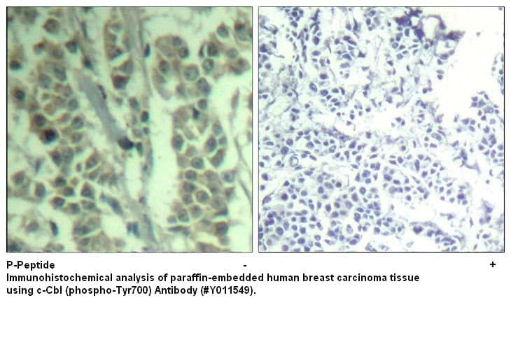 Anti-c-Cbl (phospho-Tyr700)