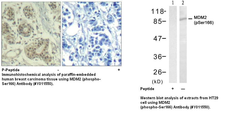 Anti-MDM2 (phospho-Ser166)
