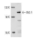 Anti-DCL1 (phospho-Ser431)