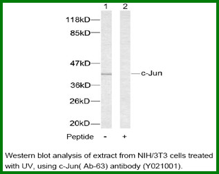 Anti-c-Jun (Ab-63)