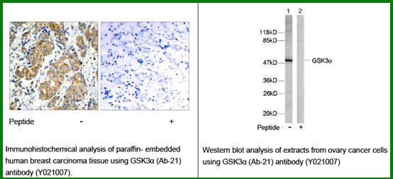 Anti-GSK3&alpha; (Ab-21)