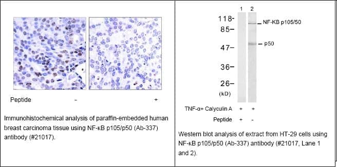 Anti-NF-kB p105/p50 (Ab-337)