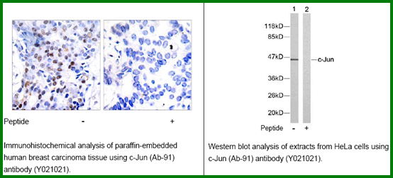 Anti-c-Jun (Ab-91)