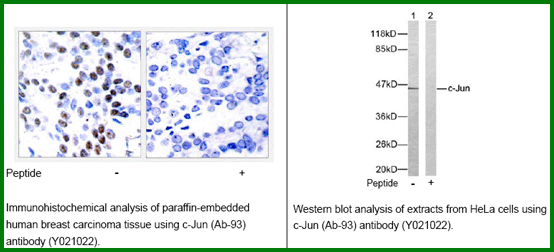 Anti-c-Jun (Ab-93)