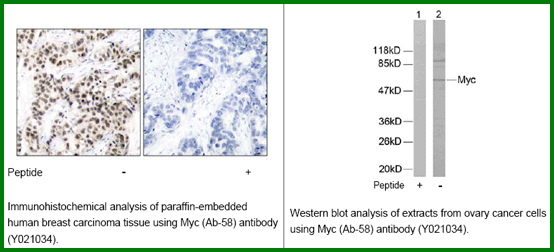 Anti-Myc (Ab-58)