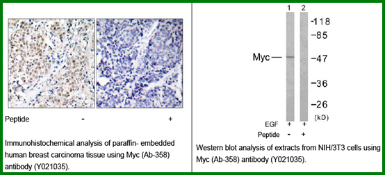 Anti-Myc (Ab-358)