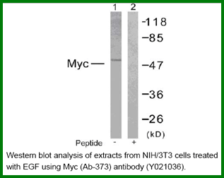 Anti-Myc (Ab-373)