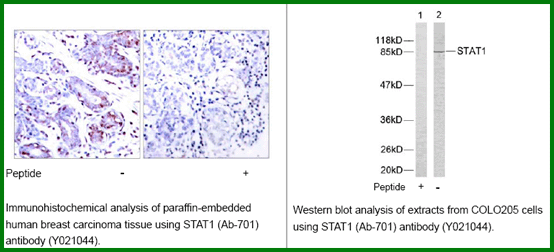 Anti-STAT1 (Ab-701)
