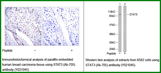 Anti-STAT3 (Ab-705)