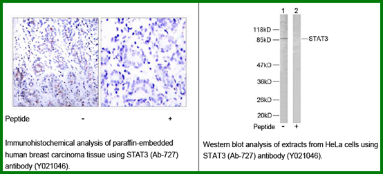 Anti-STAT3 (Ab-727)