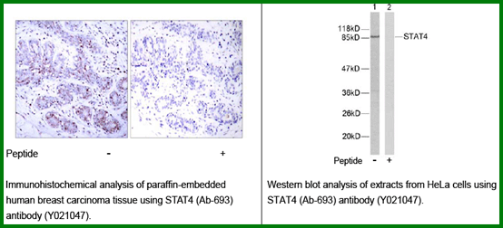 Anti-STAT4 (Ab-693)