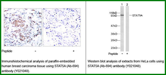 Anti-STAT5A (Ab-694)