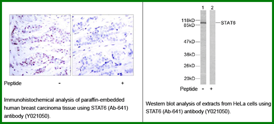 Anti-STAT6 (Ab-641)
