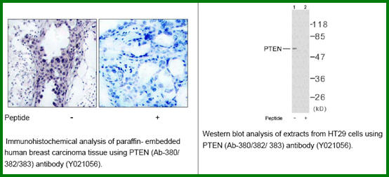 Anti-PTEN (Ab-380/382/383)