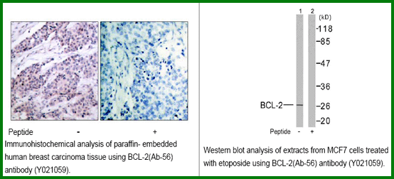 Anti-BCL (Ab-56)