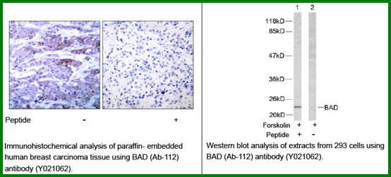 Anti-BAD(Ab-112)