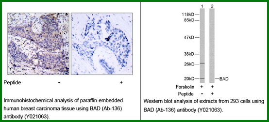 Anti-BAD (Ab-136)