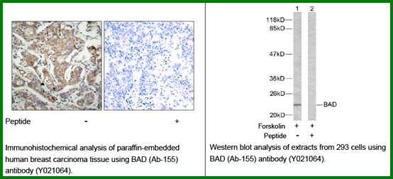Anti-BAD (Ab-155)